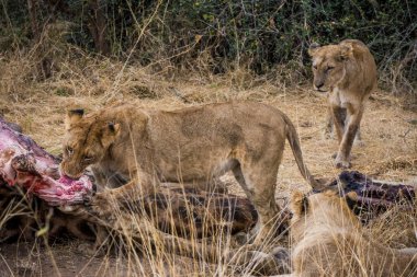 Aslanlar, Güney Afrika 'daki Kruger Park' ta yeni öldürülmüş bir zürafayla besleniyor.