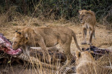 Aslanlar, Güney Afrika 'daki Kruger Park' ta yeni öldürülmüş bir zürafayla besleniyor.