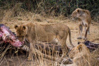 Aslanlar, Güney Afrika 'daki Kruger Park' ta yeni öldürülmüş bir zürafayla besleniyor.