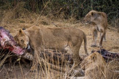 Aslanlar, Güney Afrika 'daki Kruger Park' ta yeni öldürülmüş bir zürafayla besleniyor.
