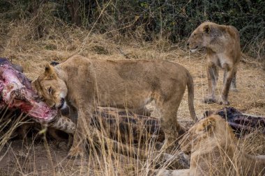 Aslanlar, Güney Afrika 'daki Kruger Park' ta yeni öldürülmüş bir zürafayla besleniyor.