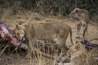 Aslanlar, Güney Afrika 'daki Kruger Park' ta yeni öldürülmüş bir zürafayla besleniyor.