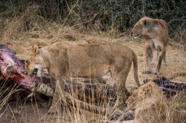 Aslanlar, Güney Afrika 'daki Kruger Park' ta yeni öldürülmüş bir zürafayla besleniyor.