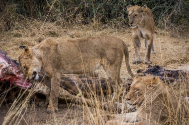 Aslanlar, Güney Afrika 'daki Kruger Park' ta yeni öldürülmüş bir zürafayla besleniyor.