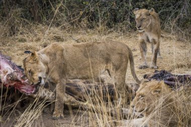 Aslanlar, Güney Afrika 'daki Kruger Park' ta yeni öldürülmüş bir zürafayla besleniyor.