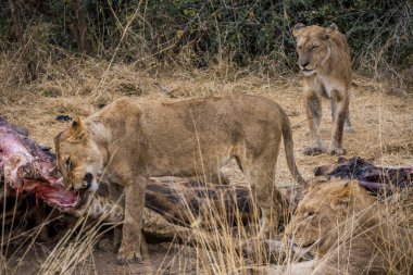 Aslanlar, Güney Afrika 'daki Kruger Park' ta yeni öldürülmüş bir zürafayla besleniyor.