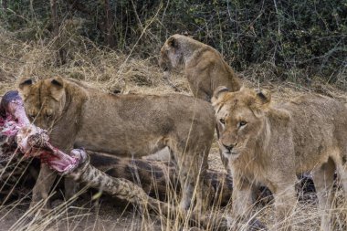 Aslanlar, Güney Afrika 'daki Kruger Park' ta yeni öldürülmüş bir zürafayla besleniyor.