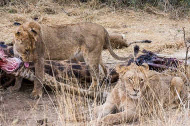 Aslanlar, Güney Afrika 'daki Kruger Park' ta yeni öldürülmüş bir zürafayla besleniyor.