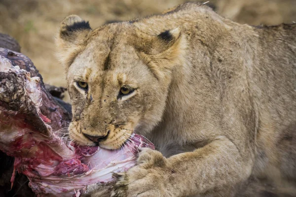 Leones alimentándose de una jirafa fresca, Kruger Park, Sudáfrica — Foto de Stock