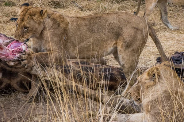 Leões que se alimentam de uma girafa assassina fresca, Kruger Park, África do Sul — Fotografia de Stock