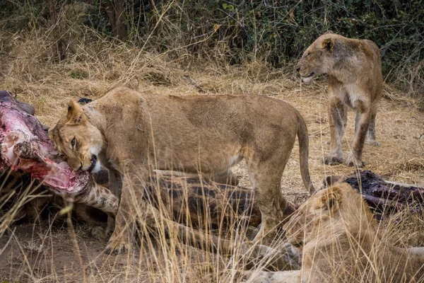 Leones alimentándose de una jirafa fresca, Kruger Park, Sudáfrica — Foto de Stock