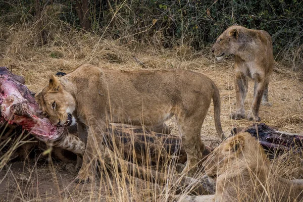 Leones alimentándose de una jirafa fresca, Kruger Park, Sudáfrica — Foto de Stock