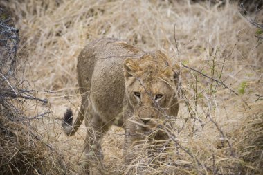 Aslanlar, Güney Afrika 'daki Kruger Park' ta yeni öldürülmüş bir zürafayla besleniyor.