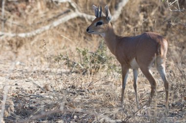 Güney Afrika Kruger Ulusal Parkı 'nın oribi memelisi.