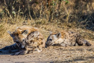 Güney Afrika 'daki Kruger Ulusal Parkı' nda Hyaena yavruları görüldü.