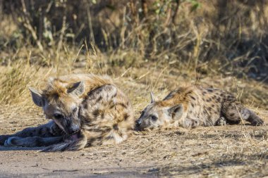 Güney Afrika 'daki Kruger Ulusal Parkı' nda Hyaena yavruları görüldü.