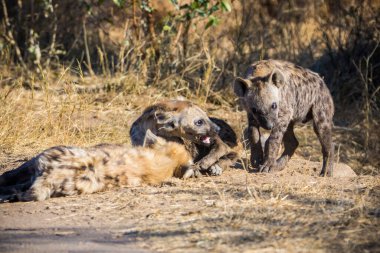 Güney Afrika 'daki Kruger Ulusal Parkı' nda Hyaena yavruları görüldü.