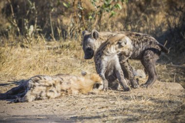 Güney Afrika 'daki Kruger Ulusal Parkı' nda Hyaena yavruları görüldü.