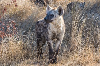 Güney Afrika 'daki Kruger Ulusal Parkı' nda Hyaena yavruları görüldü.