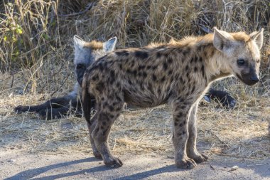 Güney Afrika 'daki Kruger Ulusal Parkı' nda Hyaena yavruları görüldü.