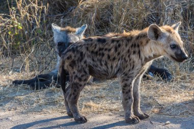 Güney Afrika 'daki Kruger Ulusal Parkı' nda Hyaena yavruları görüldü.