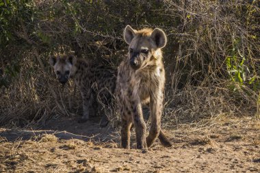 Güney Afrika 'daki Kruger Ulusal Parkı' nda Hyaena yavruları görüldü.