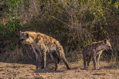 Güney Afrika 'daki Kruger Ulusal Parkı' nda Hyaena yavruları görüldü.