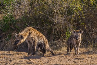 Güney Afrika 'daki Kruger Ulusal Parkı' nda Hyaena yavruları görüldü.