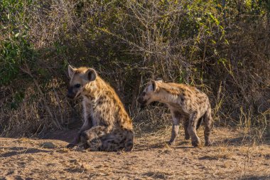 Güney Afrika 'daki Kruger Ulusal Parkı' nda Hyaena yavruları görüldü.