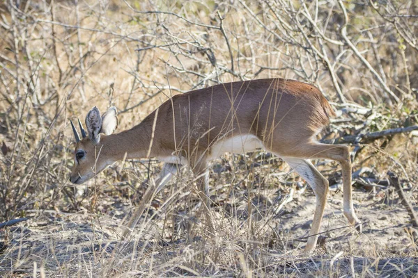 Орібі Ссавець Національного Парку Крюгер Південної Африки — стокове фото