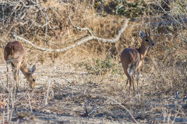 Oribi Mamífero Parque Nacional Kruger África Sul — Fotografia de Stock