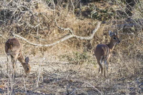 Oribi Zoogdier Van Kruger Nationaal Park Van Zuid Afrika — Stockfoto