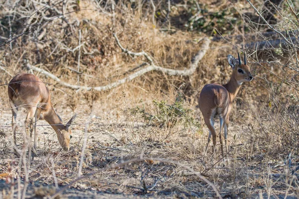 Oribi Savec Kruger Národního Parku Jižní Afriky — Stock fotografie