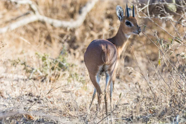 Oribi Zoogdier Van Kruger Nationaal Park Van Zuid Afrika — Stockfoto