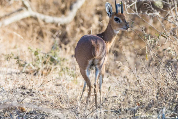 Oribi Savec Kruger Národního Parku Jižní Afriky — Stock fotografie