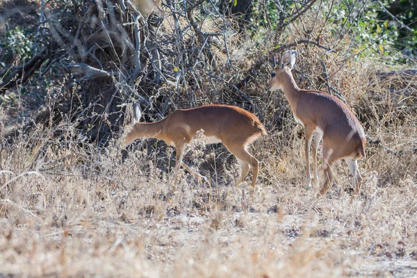 Oribi Mammal Kruger National Park South Africa — Stock Photo, Image