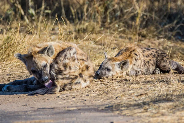 Widziane Młode Hieny Parku Narodowym Kruger Republice Południowej Afryki — Zdjęcie stockowe