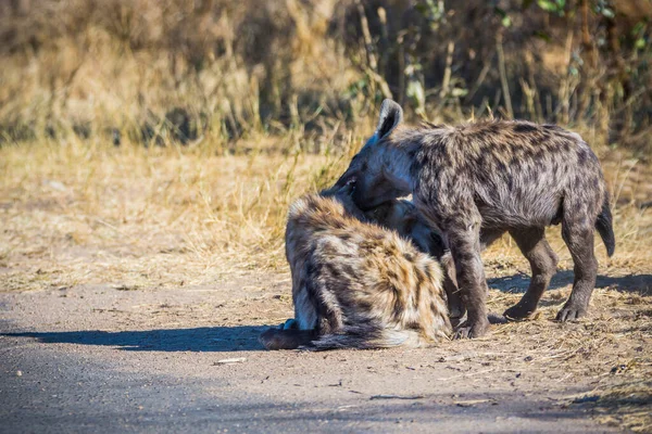 Cachorros Hiena Manchados Parque Nacional Kruger Sudáfrica — Foto de Stock
