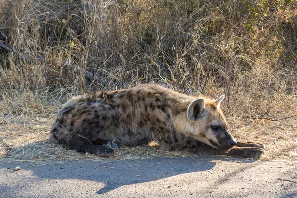 Widziane młode hieny, Park Narodowy Kruger w Republice Południowej Afryki — Zdjęcie stockowe