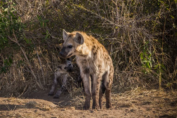 Cachorros de hiena manchados, Parque Nacional Kruger en Sudáfrica — Foto de Stock