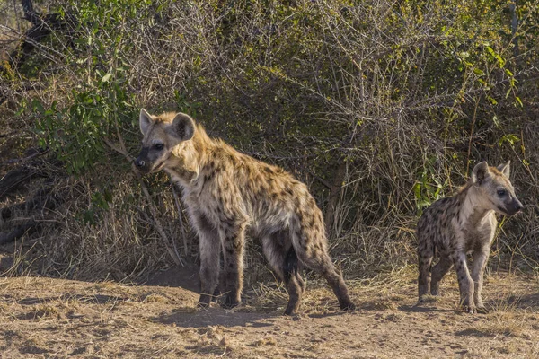 Cachorros de hiena manchados, Parque Nacional Kruger en Sudáfrica — Foto de Stock