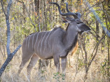 Daha Büyük Kudu Erkek Kruger Ulusal Parkı, Güney Afrika