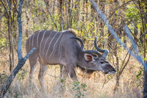 Större Kudu Man Kruger Nationalpark Sydafrika — Stockfoto