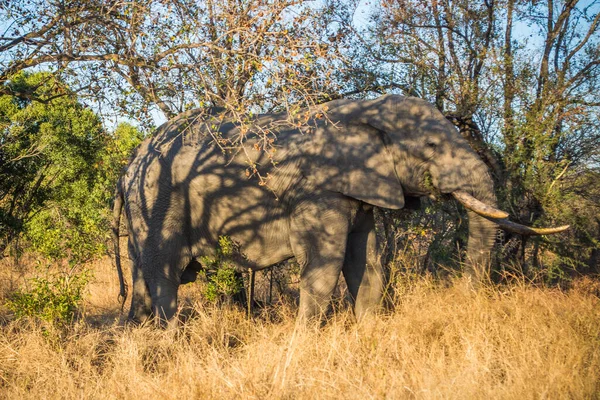 Afrikaanse Olifant Kruger National Park Zuid Afrika — Stockfoto