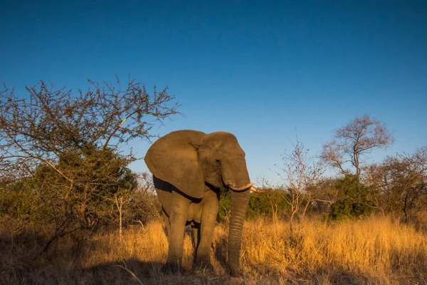 Güney Afrika Daki Kruger Ulusal Parkı Nda Afrika Fili — Stok fotoğraf