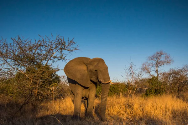 Elefante Africano Parque Nacional Kruger Sudáfrica — Foto de Stock