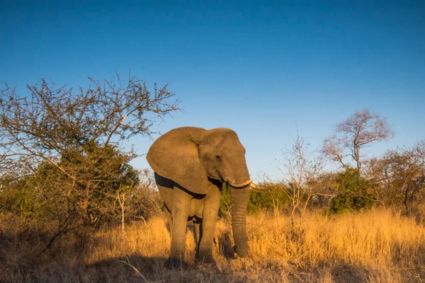 Afrikaanse Olifant Kruger National Park Zuid Afrika — Stockfoto