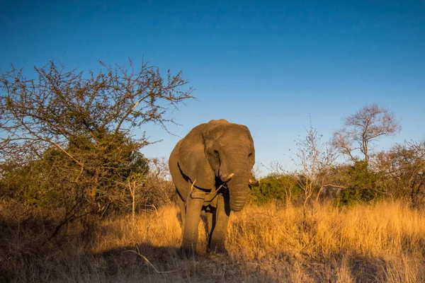 Elefante Africano Parque Nacional Kruger Sudáfrica — Foto de Stock