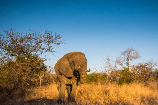 Elefante Africano Parque Nacional Kruger Sudáfrica — Foto de Stock