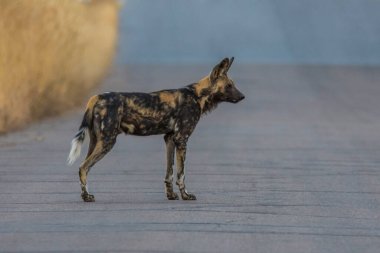 Güney Afrika 'daki Kruger Milli Parkı' nda Afrika Vahşi Köpeği